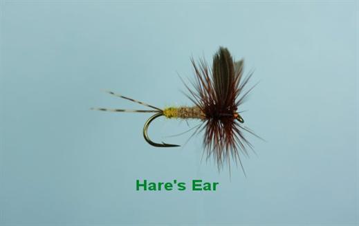 Hares Ear Winged
