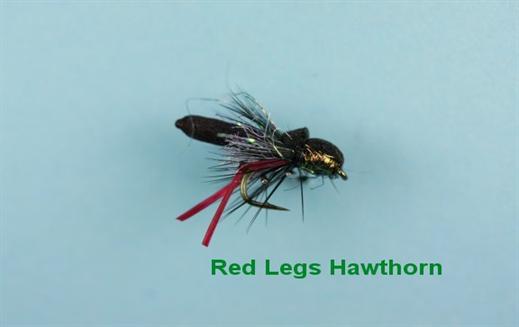 Red Legs Hawthorn