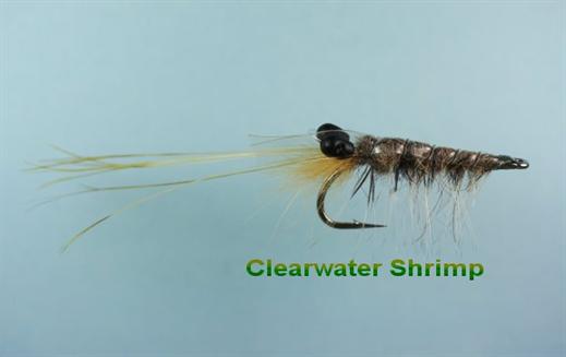 Clearwater Shrimp