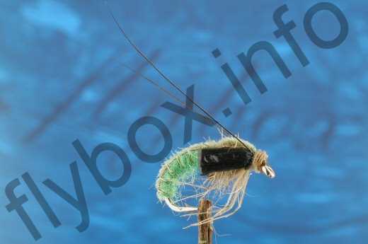 Rhyacophila Pupa
