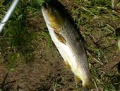 1 3/4 lb brown trout