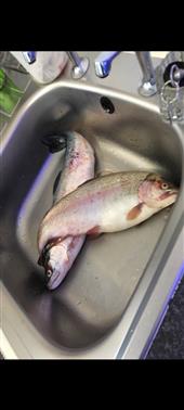 Fishing with Black Apache