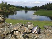 Free gift from F4F, catches every time 