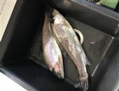 rainbow trout 