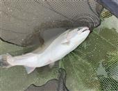 16lb Blue trout on the white apache (AGAIN)..