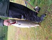 Salmon on fly, 17 pounds