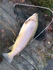 10 minutes of fishing and my 2nd largest catch ever at 12lb!