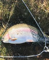 A cracking 8lb Rainbow