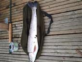 2.25lb Rainbow Trout