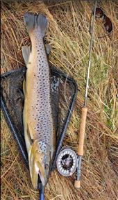 Brown Trout