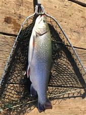 Sparctic Trout @ 3.50LB