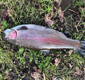 6.8lb Fin Perfect Rainbow