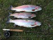 4lb 8, 3lb 10 and 2lb 10