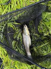 2nd of 2 to the fly, cracking fight, despite the size!