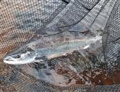 13lb fresh sea liced salmon