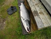 Salmon (Atlantic) 19lb