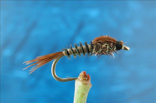 Peacock Nymph