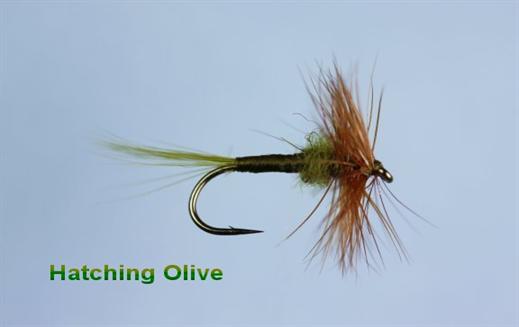 Hatching Olive