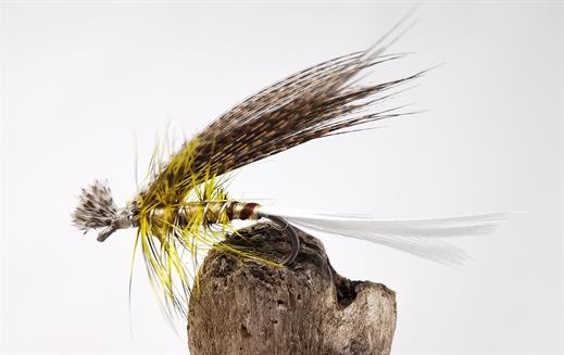 Philip White Hatching Dun Mayfly