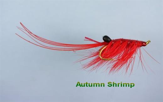 Autumn Shrimp