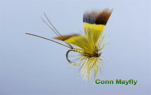 Conn Mayfly