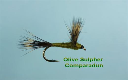 Olive Sulphur Compara Dun
