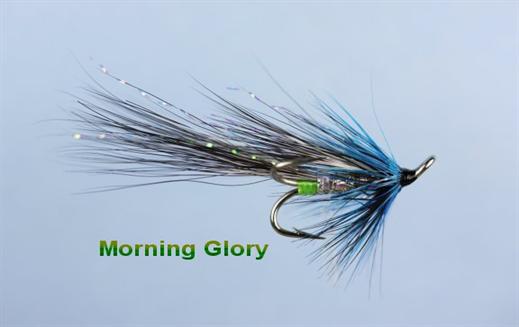 Morning Glory Shrimp