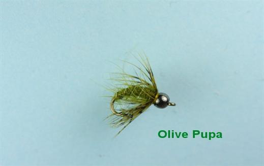 Olive Pupa Tungsten Nymph