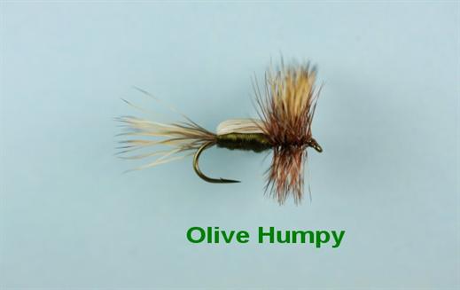 Olive Humpy