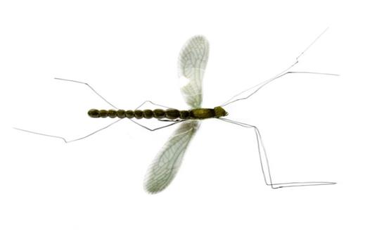 Real Mayfly