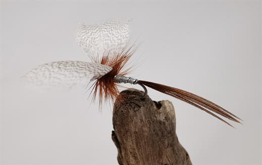 Grey Drake Mayfly