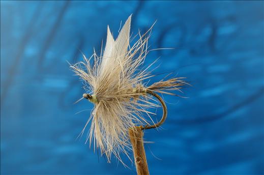 Gold Ribbed Hares Ear