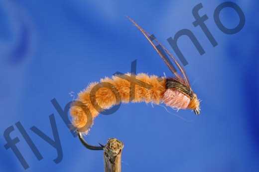 Orange Sedge Pupa