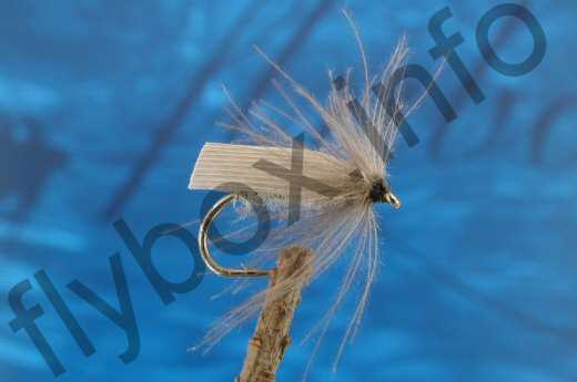 Small Grey Sedge