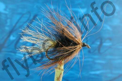 Hairy Kate McLaren