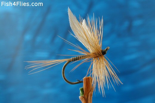 Shelvey Ginger Quill