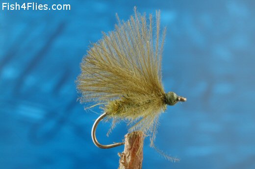 Olive CDC Emerger