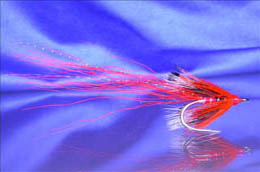 Hot Ally's BMD Shrimp