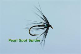Pearl Spot Spider