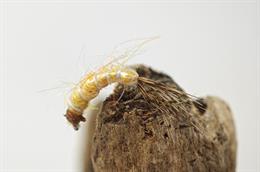 Romys Sand Shrimp