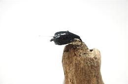 Black Snail