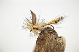 Gold Ribbed Hare's Ear