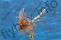 Special Detached Daddy Longlegs