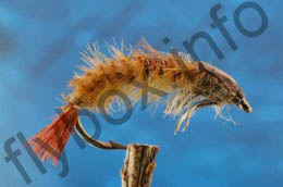 Elite Hydropsyche Larve