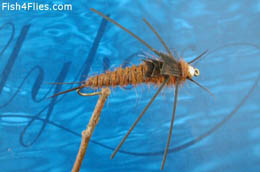 Kaufmann's Brown Beadhead Stone