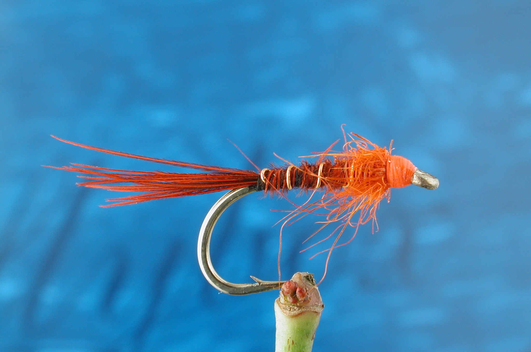 Red Pheasant Tail