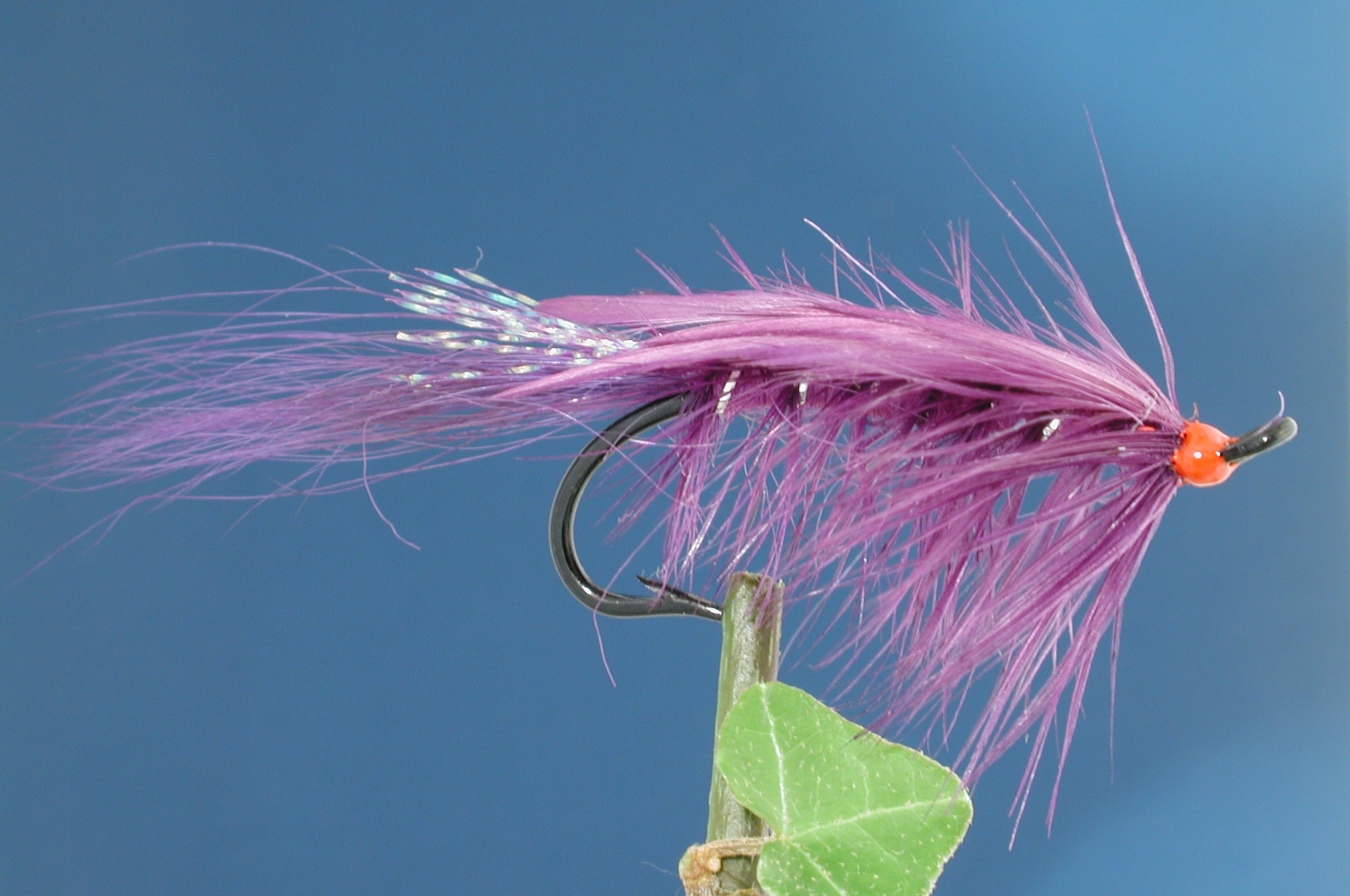 General Practicioner