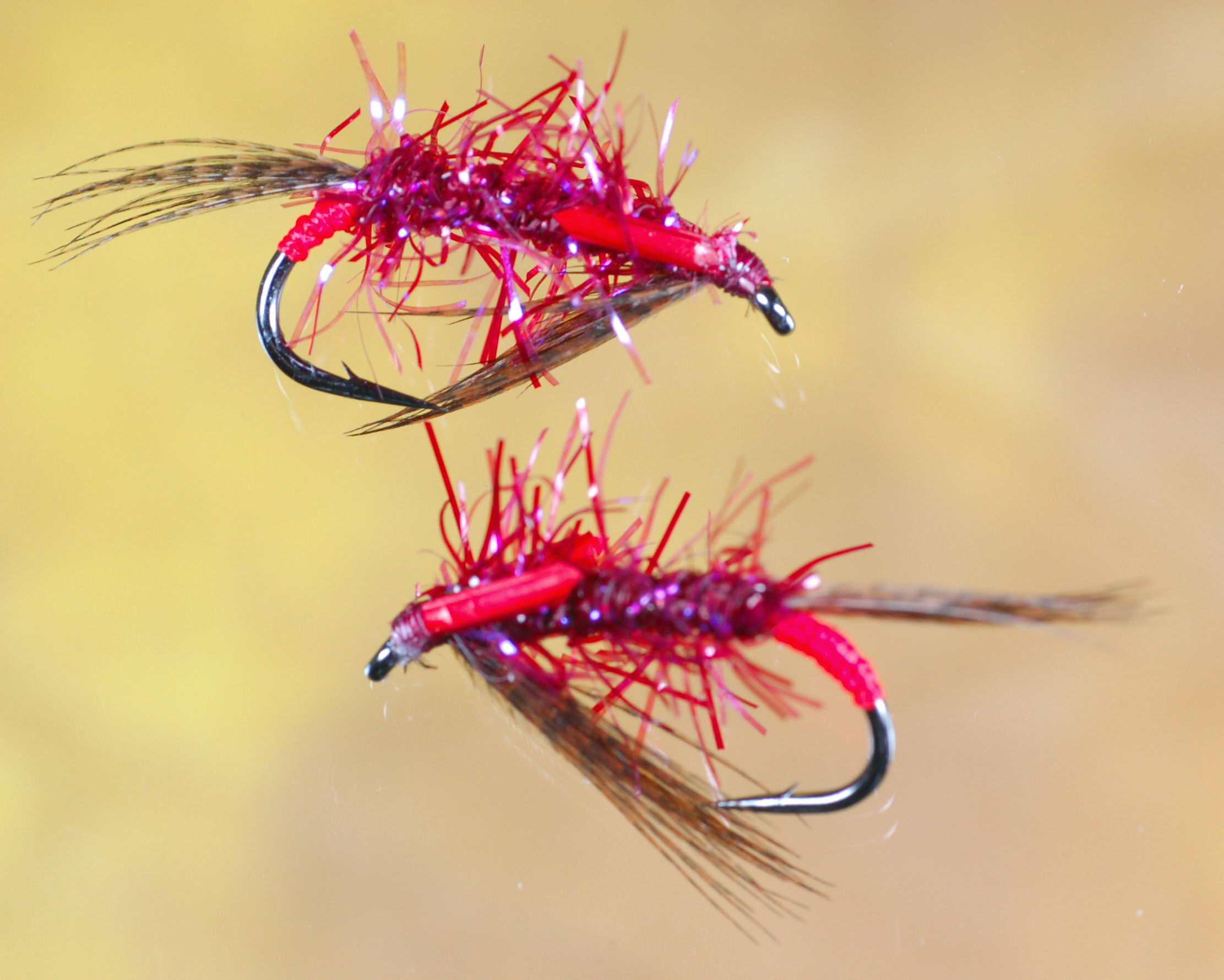 UV Straggle Claret Diawl Bach