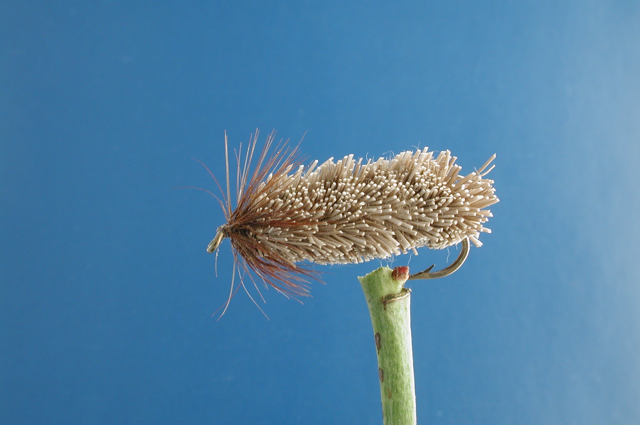 Clipped Hair Sedge