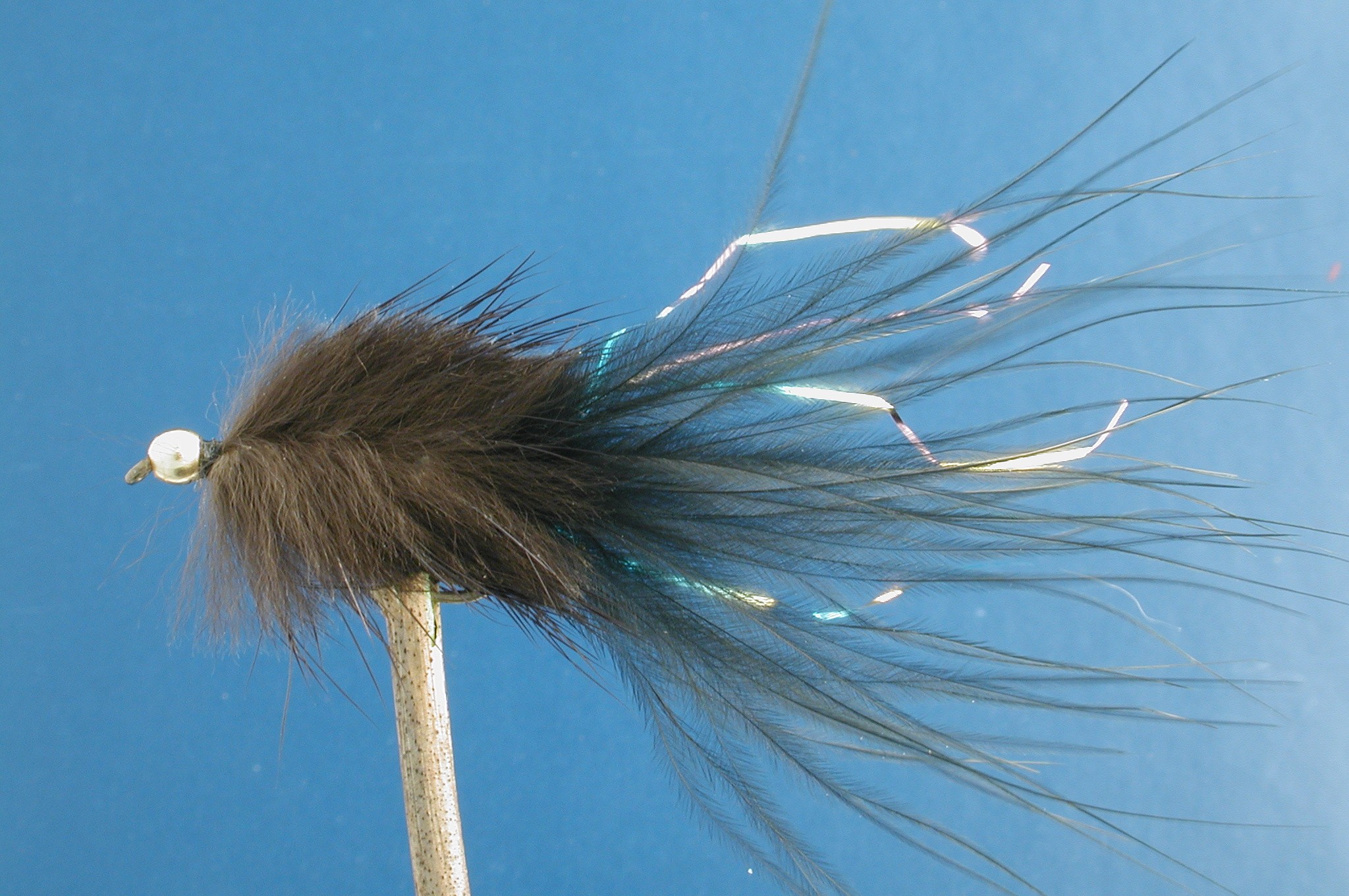 Stewarts Black Millionaire Taddy GH